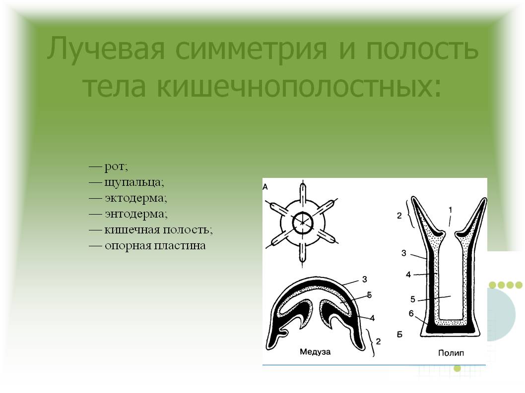 Mega darknet не заходит