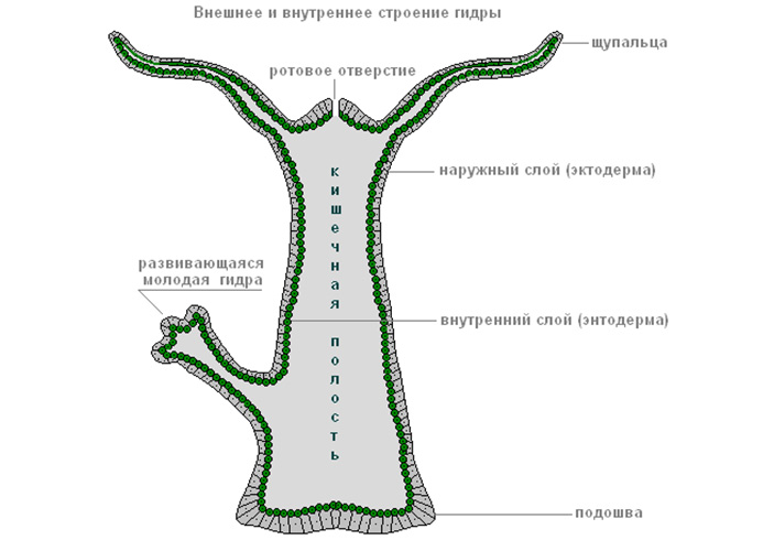 Mega зеркало рабочее